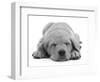 Domestic Labrador Puppy (Canis Familiaris) Sleeping-Jane Burton-Framed Premium Photographic Print