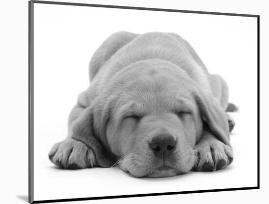 Domestic Labrador Puppy (Canis Familiaris) Sleeping-Jane Burton-Mounted Premium Photographic Print