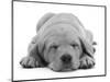 Domestic Labrador Puppy (Canis Familiaris) Sleeping-Jane Burton-Mounted Premium Photographic Print