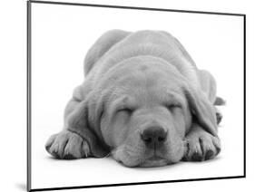 Domestic Labrador Puppy (Canis Familiaris) Sleeping-Jane Burton-Mounted Premium Photographic Print