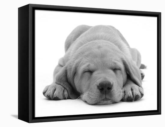 Domestic Labrador Puppy (Canis Familiaris) Sleeping-Jane Burton-Framed Stretched Canvas