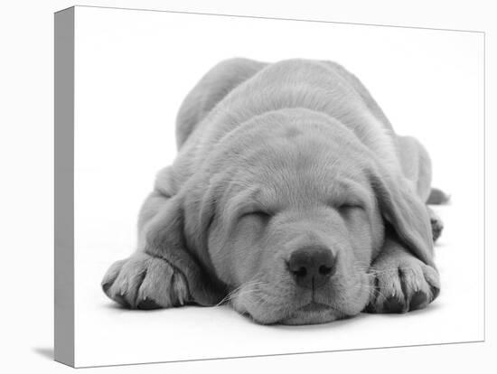 Domestic Labrador Puppy (Canis Familiaris) Sleeping-Jane Burton-Stretched Canvas