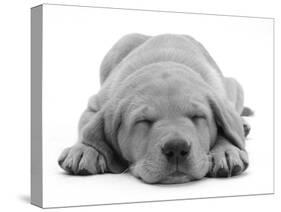 Domestic Labrador Puppy (Canis Familiaris) Sleeping-Jane Burton-Stretched Canvas