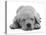 Domestic Labrador Puppy (Canis Familiaris) Sleeping-Jane Burton-Stretched Canvas