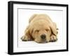 Domestic Labrador Puppy (Canis Familiaris) Sleeping-Jane Burton-Framed Photographic Print