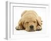 Domestic Labrador Puppy (Canis Familiaris) Sleeping-Jane Burton-Framed Photographic Print