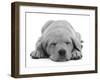 Domestic Labrador Puppy (Canis Familiaris) Sleeping-Jane Burton-Framed Photographic Print