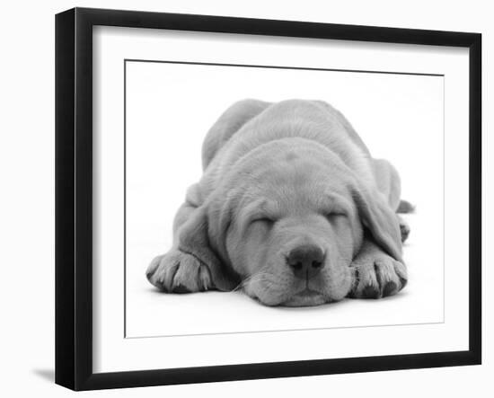 Domestic Labrador Puppy (Canis Familiaris) Sleeping-Jane Burton-Framed Photographic Print