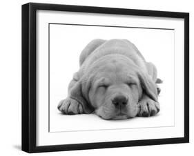 Domestic Labrador Puppy (Canis Familiaris) Sleeping-Jane Burton-Framed Photographic Print