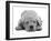 Domestic Labrador Puppy (Canis Familiaris) Sleeping-Jane Burton-Framed Photographic Print
