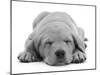 Domestic Labrador Puppy (Canis Familiaris) Sleeping-Jane Burton-Mounted Photographic Print