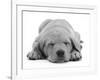 Domestic Labrador Puppy (Canis Familiaris) Sleeping-Jane Burton-Framed Photographic Print