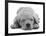 Domestic Labrador Puppy (Canis Familiaris) Sleeping-Jane Burton-Framed Photographic Print