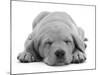 Domestic Labrador Puppy (Canis Familiaris) Sleeping-Jane Burton-Mounted Photographic Print