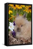 Domestic Lions-Head Rabbit, Juvenile, in Oak Leaves, Yellow Flowers, Harvard, Illinois, USA-Lynn M^ Stone-Framed Stretched Canvas