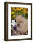 Domestic Lions-Head Rabbit, Juvenile, in Oak Leaves, Yellow Flowers, Harvard, Illinois, USA-Lynn M^ Stone-Framed Photographic Print