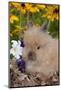 Domestic Lions-Head Rabbit, Juvenile, in Oak Leaves, Yellow Flowers, Harvard, Illinois, USA-Lynn M^ Stone-Mounted Photographic Print