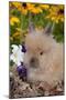 Domestic Lions-Head Rabbit, Juvenile, in Oak Leaves, Yellow Flowers, Harvard, Illinois, USA-Lynn M^ Stone-Mounted Photographic Print