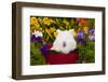 Domestic Lions-Head Rabbit-Lynn M^ Stone-Framed Photographic Print