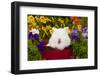 Domestic Lions-Head Rabbit-Lynn M^ Stone-Framed Photographic Print