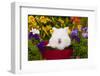 Domestic Lions-Head Rabbit-Lynn M^ Stone-Framed Photographic Print