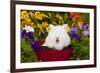 Domestic Lions-Head Rabbit-Lynn M^ Stone-Framed Photographic Print