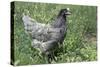 Domestic Livestock Chicken-null-Stretched Canvas