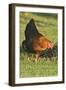 Domestic Livestock, Chicken-null-Framed Photographic Print