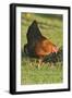 Domestic Livestock, Chicken-null-Framed Photographic Print