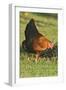 Domestic Livestock, Chicken-null-Framed Photographic Print