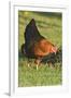 Domestic Livestock, Chicken-null-Framed Photographic Print