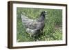 Domestic Livestock Chicken-null-Framed Photographic Print