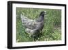 Domestic Livestock Chicken-null-Framed Photographic Print