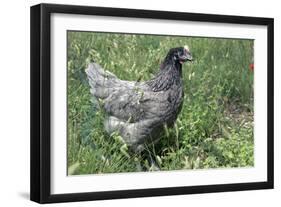 Domestic Livestock Chicken-null-Framed Photographic Print