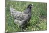 Domestic Livestock Chicken-null-Mounted Photographic Print