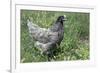 Domestic Livestock Chicken-null-Framed Photographic Print