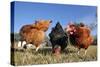 Domestic Livestock Chickens-null-Stretched Canvas