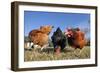 Domestic Livestock Chickens-null-Framed Photographic Print