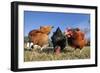 Domestic Livestock Chickens-null-Framed Photographic Print