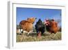 Domestic Livestock Chickens-null-Framed Photographic Print