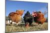 Domestic Livestock Chickens-null-Mounted Photographic Print