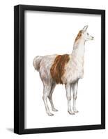 Domestic Llama (Lama Glama), Mammals-Encyclopaedia Britannica-Framed Poster
