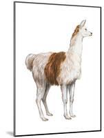 Domestic Llama (Lama Glama), Mammals-Encyclopaedia Britannica-Mounted Poster