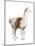 Domestic Llama (Lama Glama), Mammals-Encyclopaedia Britannica-Mounted Poster