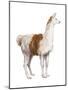 Domestic Llama (Lama Glama), Mammals-Encyclopaedia Britannica-Mounted Poster