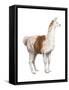 Domestic Llama (Lama Glama), Mammals-Encyclopaedia Britannica-Framed Stretched Canvas