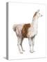 Domestic Llama (Lama Glama), Mammals-Encyclopaedia Britannica-Stretched Canvas