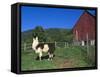 Domestic Llama, on Farm, Vermont, USA-Lynn M. Stone-Framed Stretched Canvas