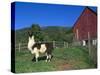 Domestic Llama, on Farm, Vermont, USA-Lynn M. Stone-Stretched Canvas