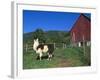 Domestic Llama, on Farm, Vermont, USA-Lynn M. Stone-Framed Photographic Print